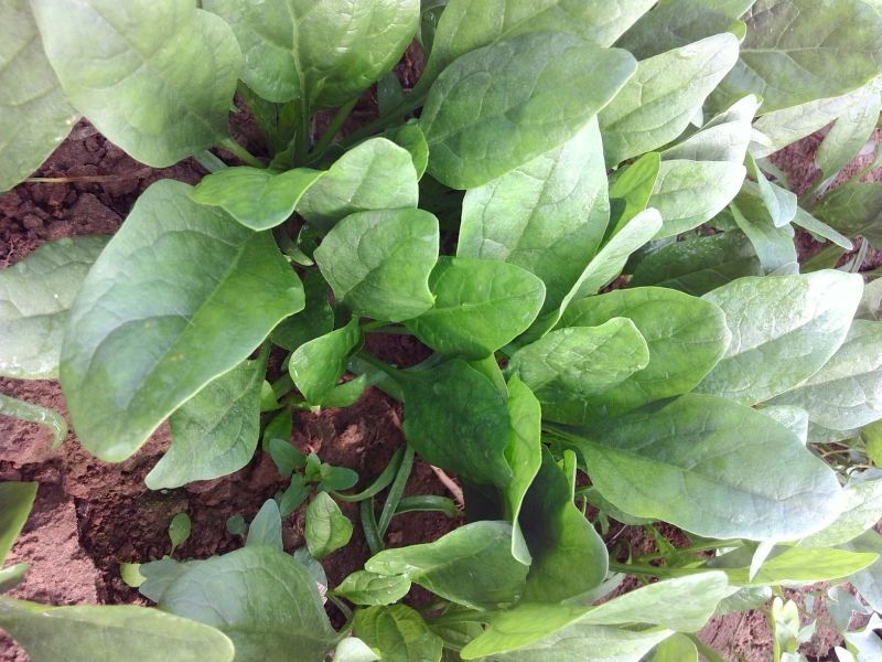 越冬菠菜15~20厘米
