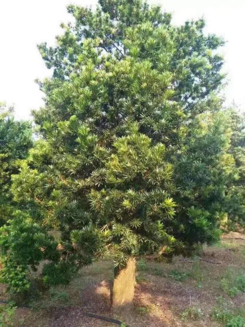罗汉松