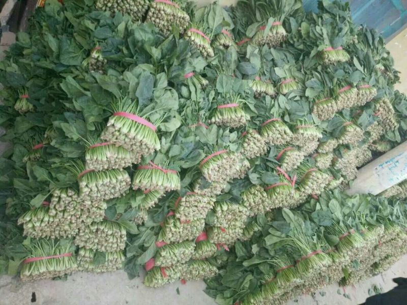 大叶菠菜25~30厘米