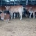 鲁西黄牛100~200kg