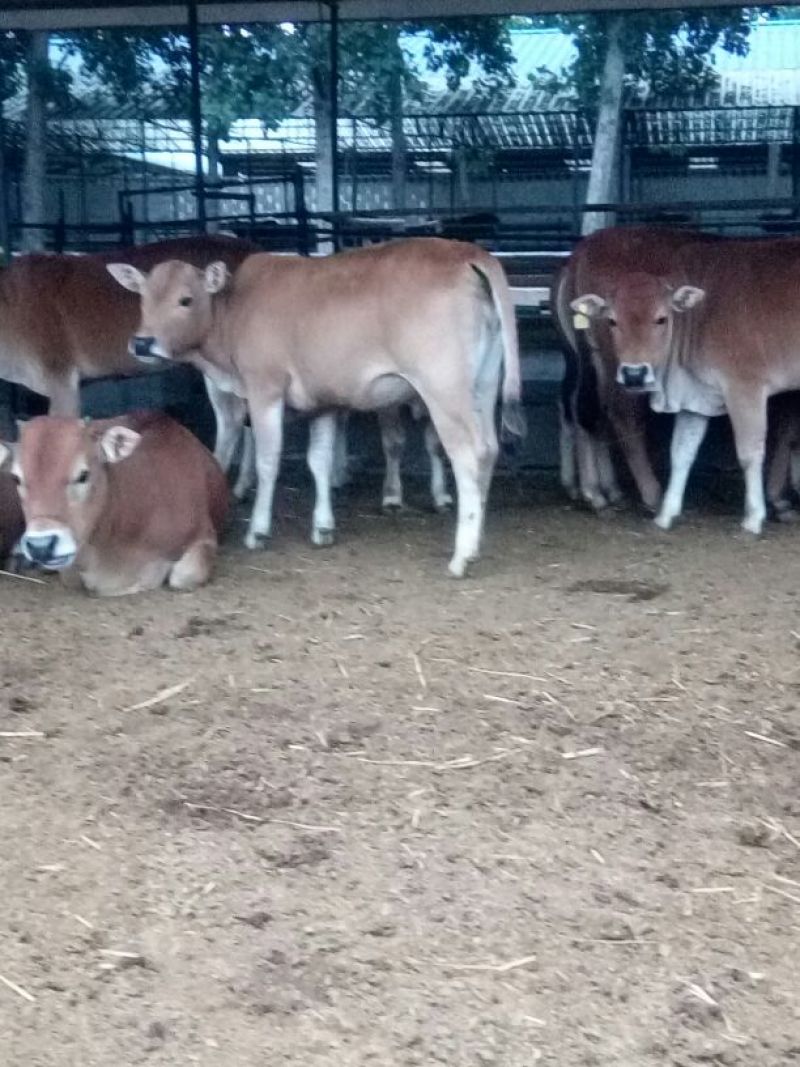 鲁西黄牛100~200kg