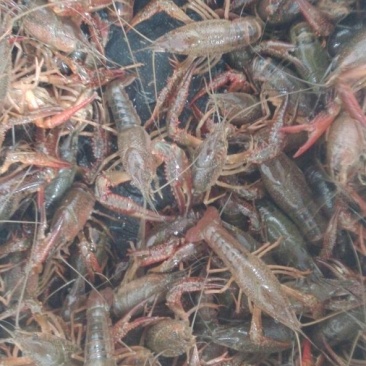 青虾食用26~30只/kg