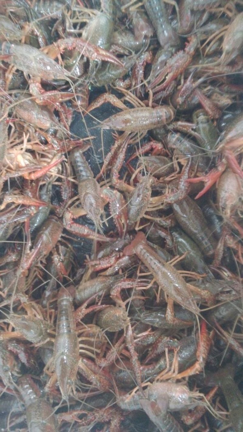 青虾食用26~30只/kg