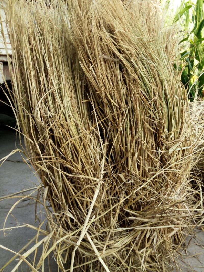 稻草