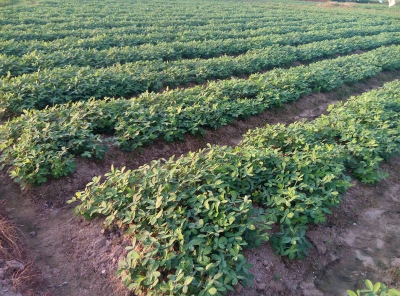 带壳花生