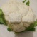 白花菜散装