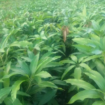 芒果苗台农1m以下