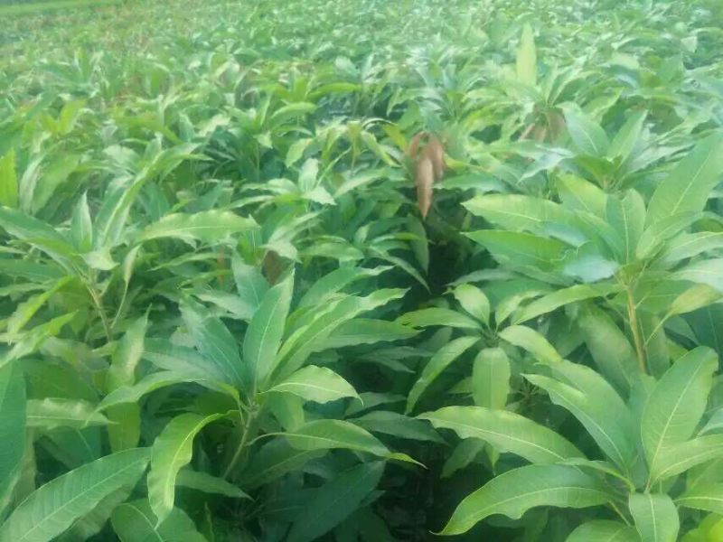 芒果苗台农1m以下