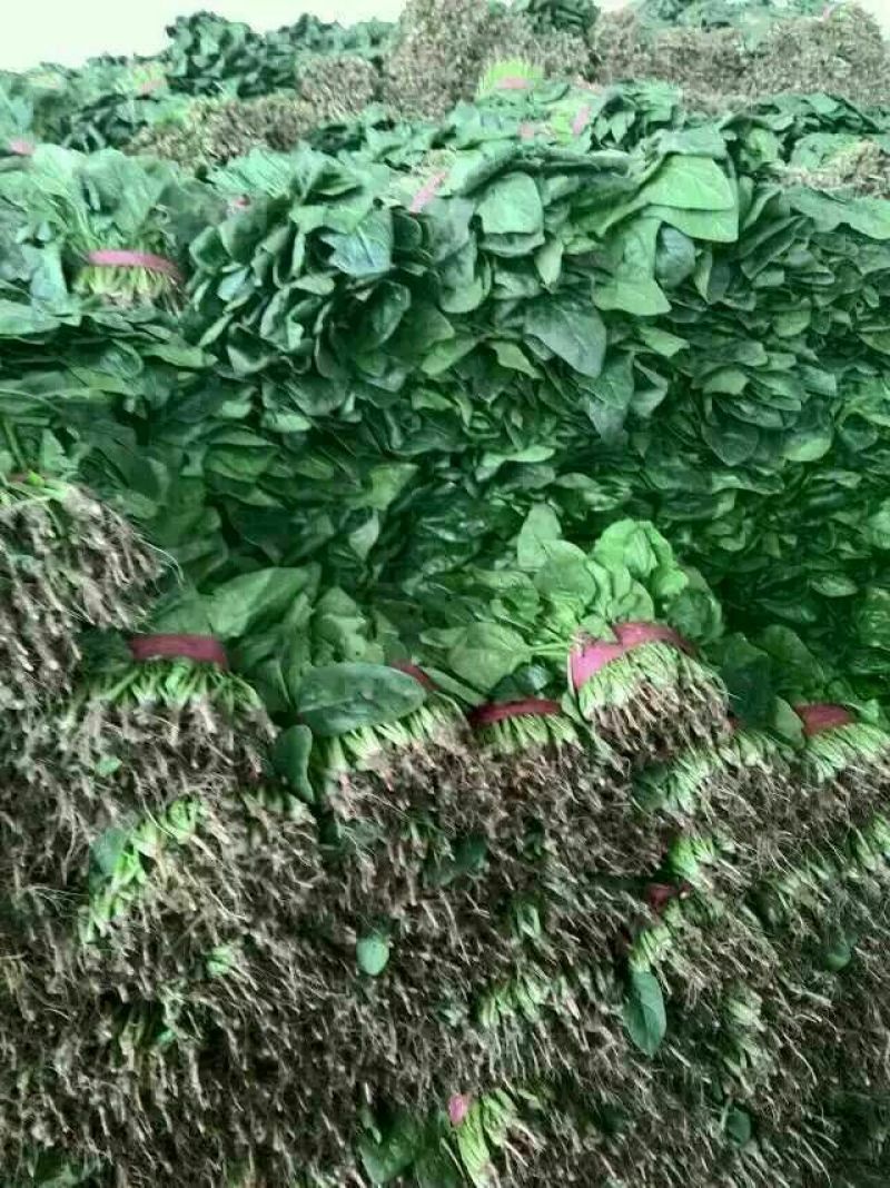 秋菠菜
