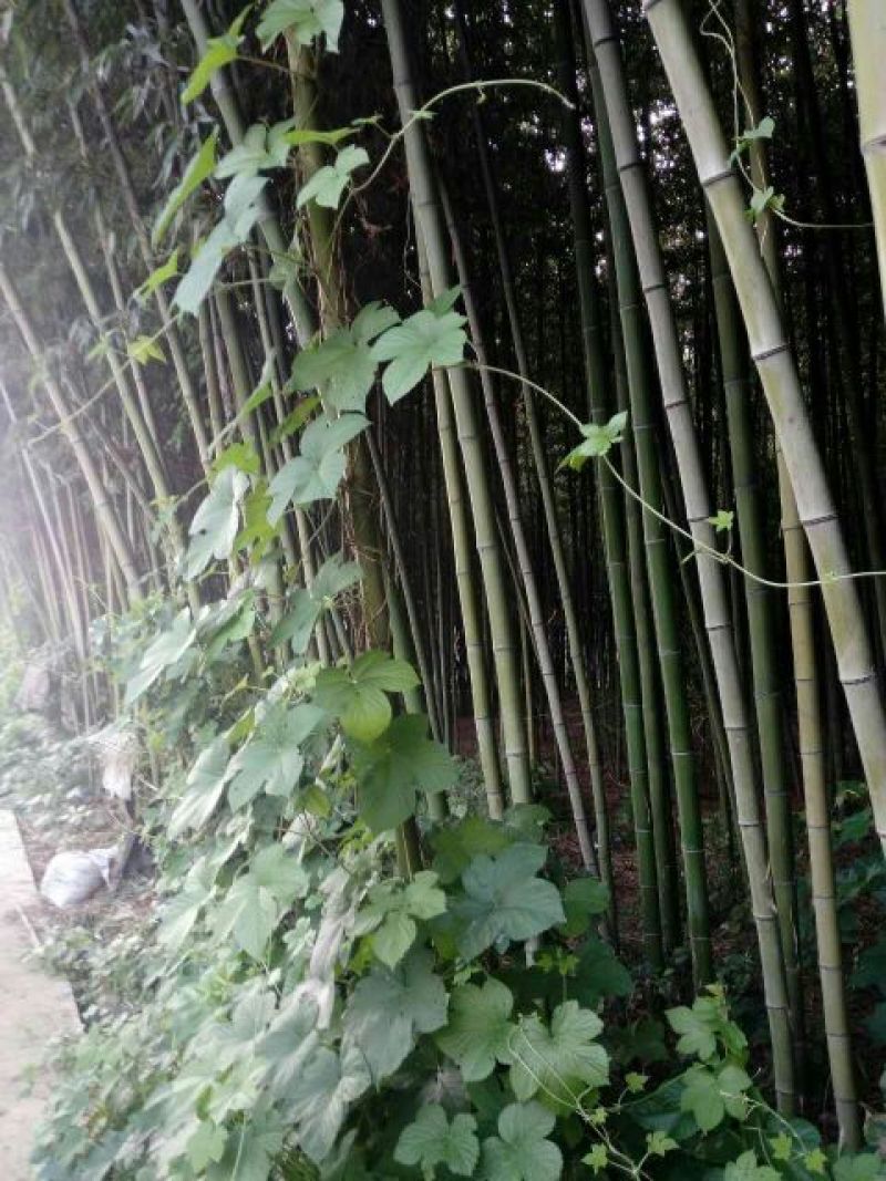 绿竹8~9m