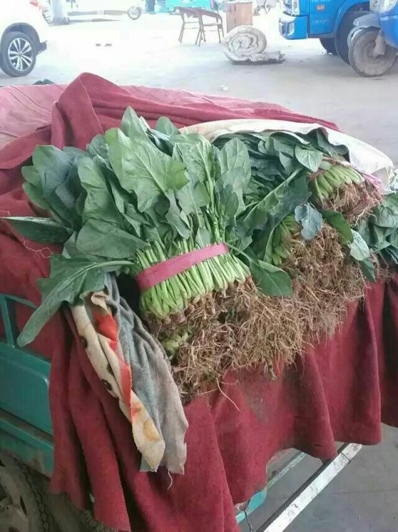 菠菜15~20厘米