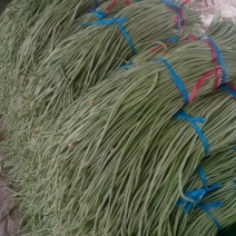 豆角精品，大量供应，货源充足，适合个大市场需求