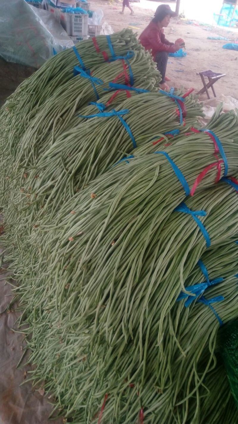 豆角精品，大量供应，货源充足，适合个大市场需求
