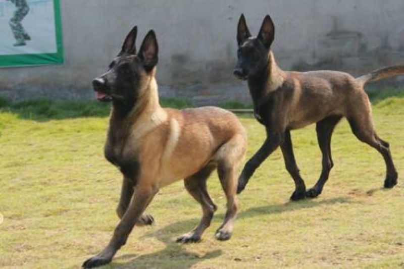 马犬公