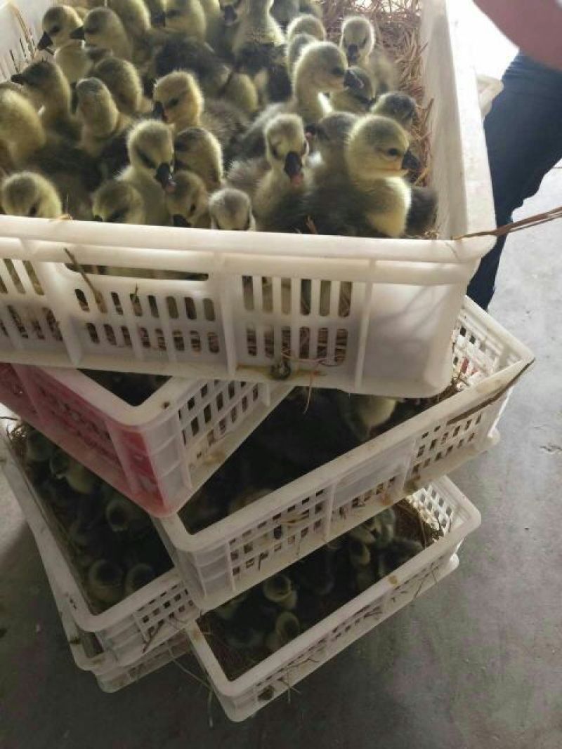 狮头鹅苗250g以下