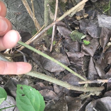 臭牡丹四川德阳种植多年生臭牡丹