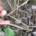 臭牡丹四川德阳种植多年生臭牡丹