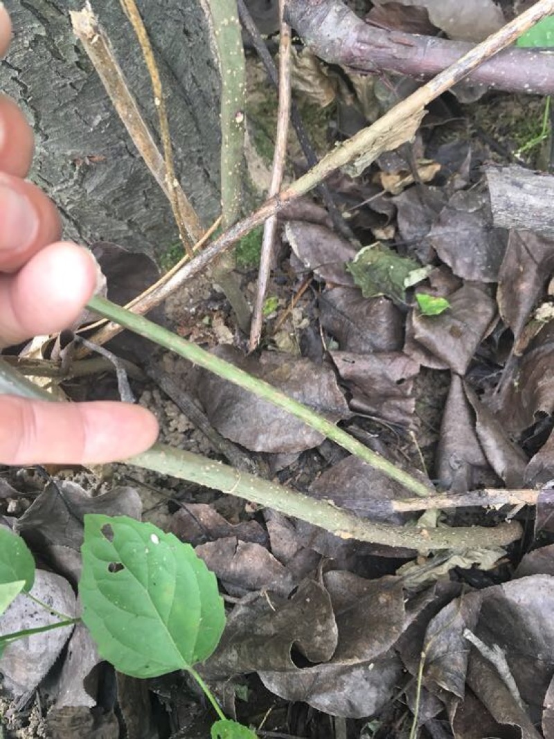 臭牡丹四川德阳种植多年生臭牡丹