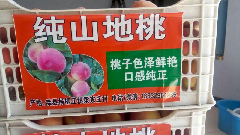 红桃80mm以上
