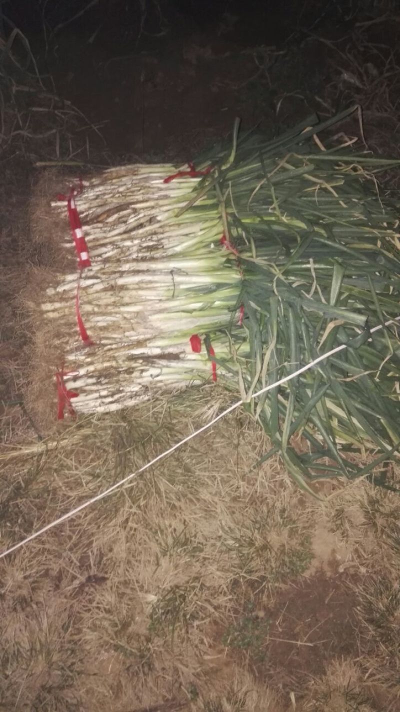 章丘大葱净葱2cm左右