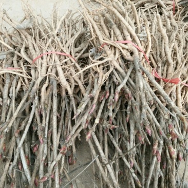 油牡丹苗20~30cm