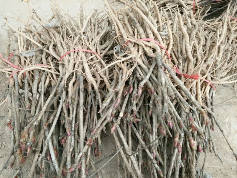油牡丹苗20~30cm