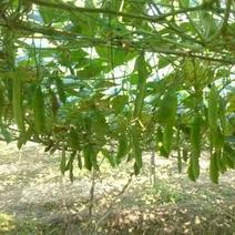 桂林荷包豆100斤发起产地一手货源直发量大价优品质保证