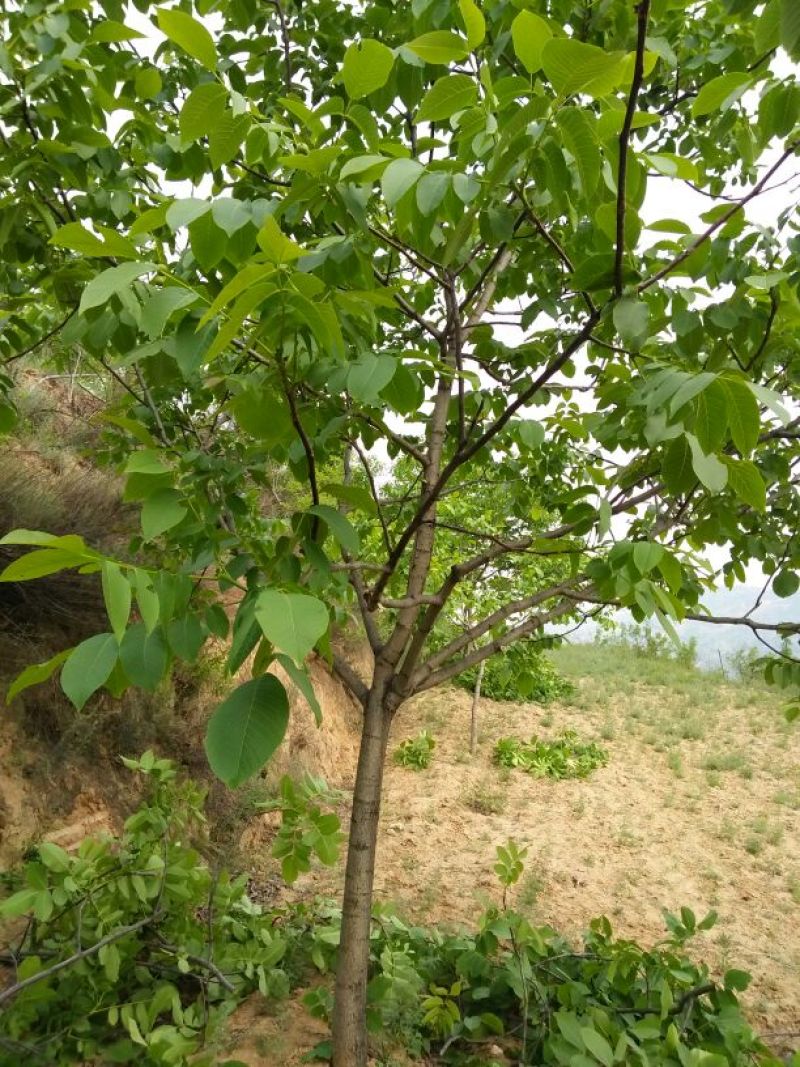 薄皮核桃去皮