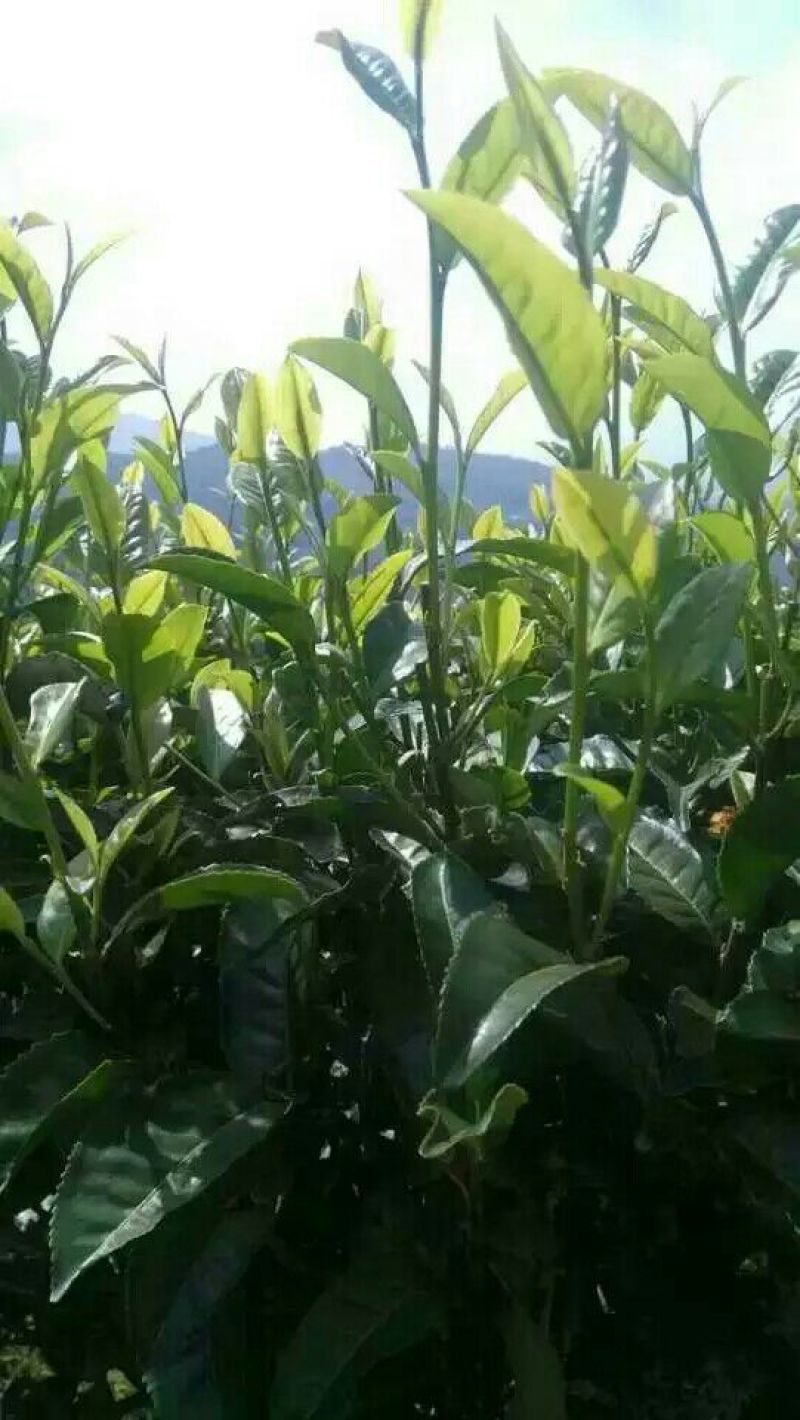 普洱绿茶