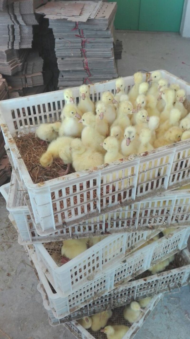 鹅苗250g以下