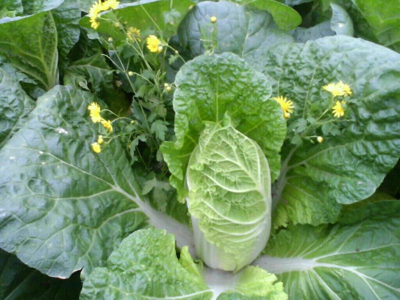 大白菜