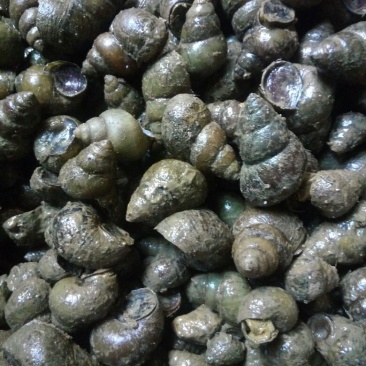 螺蛳食用鲜活