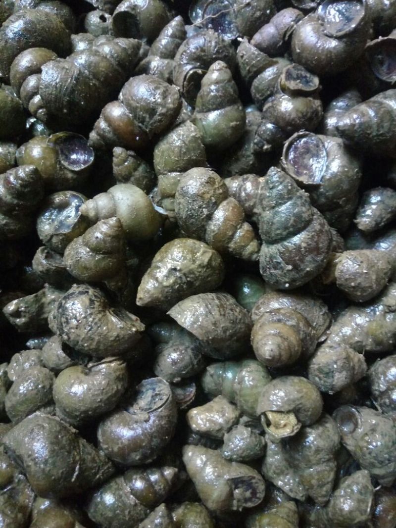 螺蛳食用鲜活