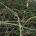 野菊花统货