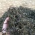 普洱茶