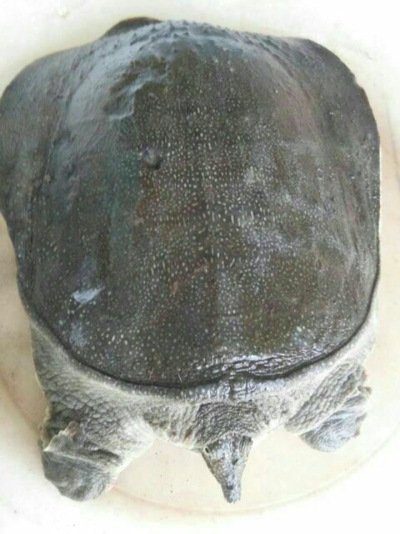 生态甲鱼1~1.5斤