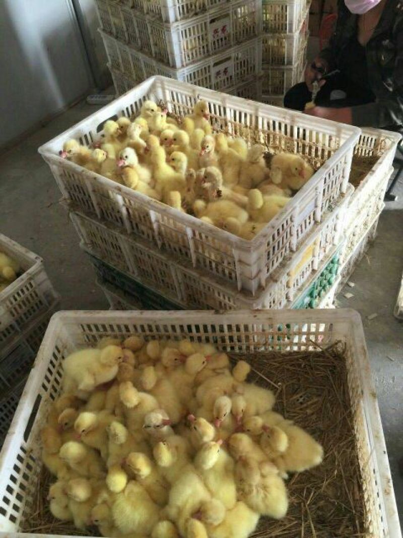 鹅苗250g以下