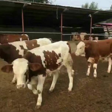 西门塔尔牛犊100~200kg