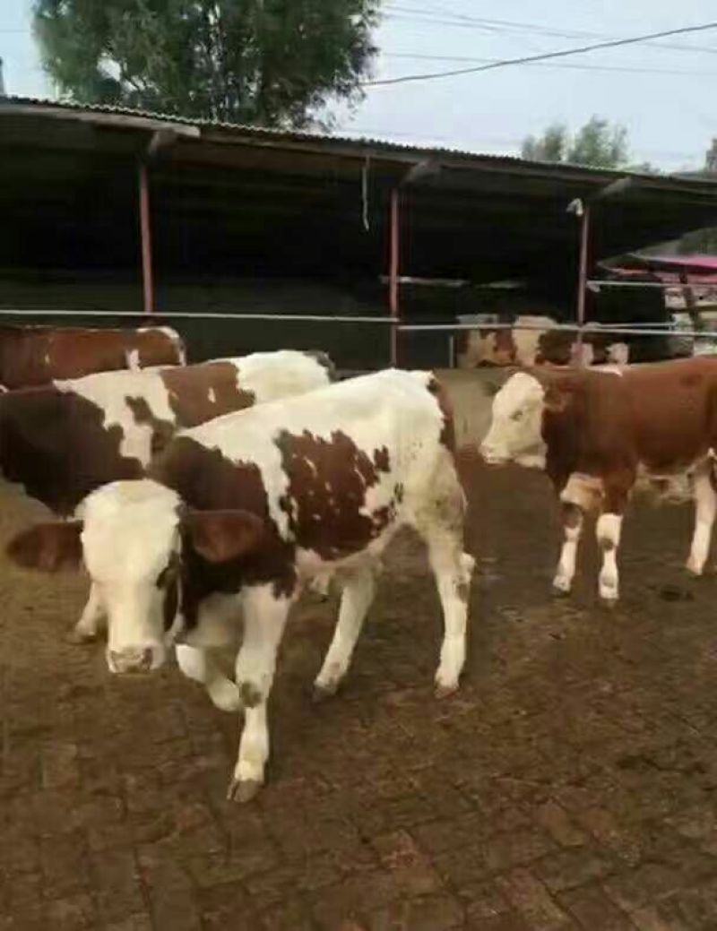 西门塔尔牛犊100~200kg