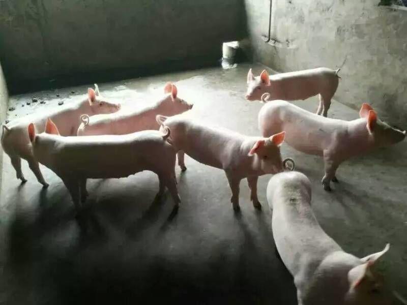 外三元仔猪20~30斤山东省临沂市沂水县大量供应，货源