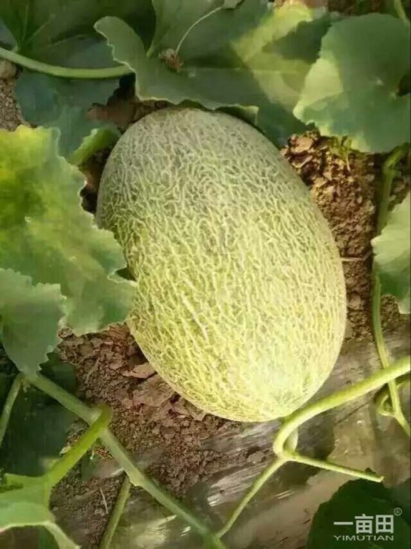 西州蜜瓜