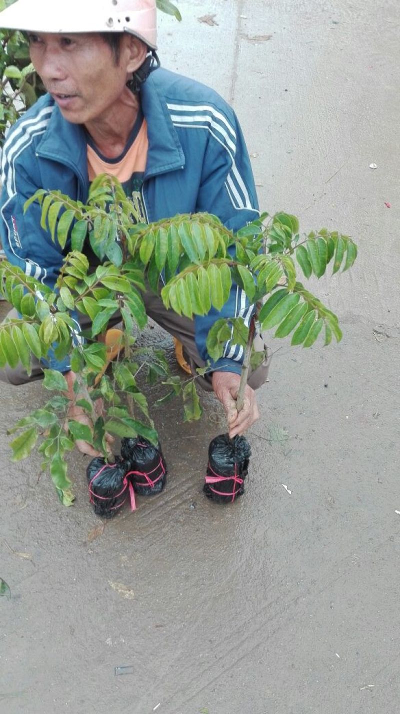 橄榄树苗乌榄苗黑榄苗黄榄苗青榄苗广西灵山发货