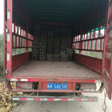 晚秋黄梨450~500g筐装