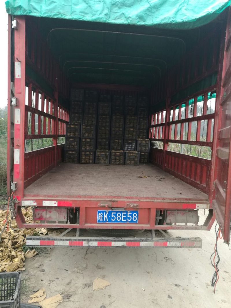 晚秋黄梨450~500g筐装