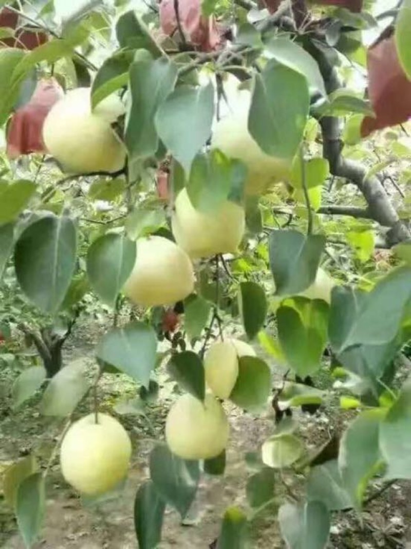 丰水梨