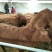 黄牛200~300kg