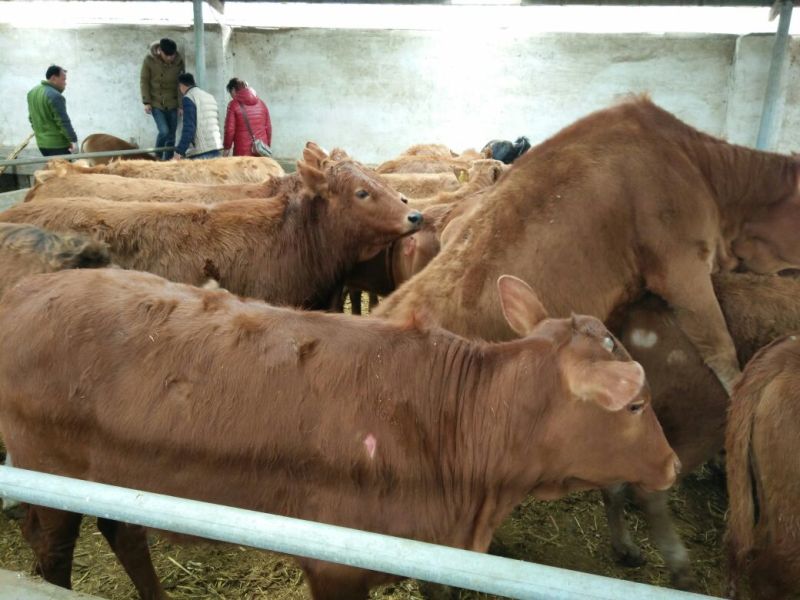 黄牛200~300kg
