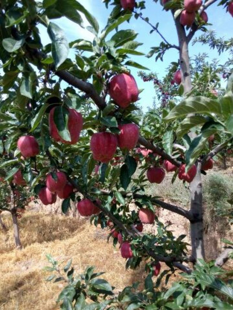 甘肃花牛苹果原产地现货一件代发实力供应链对接各大平台