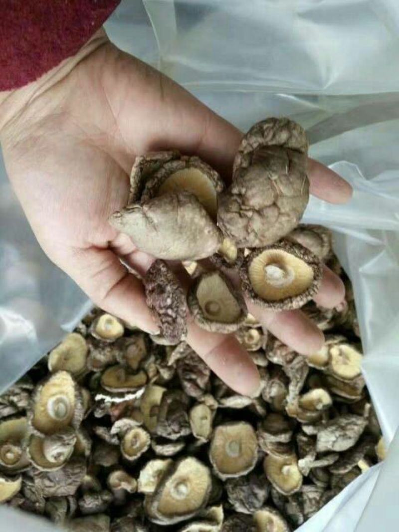 808香菇3cm以上