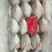 繸鳚